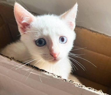 Beyaz ve gri 2 kedi yavrusu arkadaş