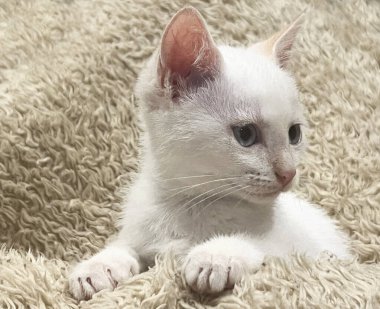 Beyaz ve gri 2 kedi yavrusu arkadaş