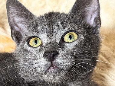 Beyaz ve gri 2 kedi yavrusu arkadaş