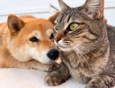 Shiba Inu köpeği ve arkadaşı çizgili kedi yavrusu.