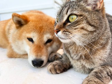 Shiba Inu köpeği ve arkadaşı çizgili kedi yavrusu.