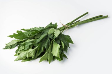 Ashitaba, Angelica Keiskei beyaz arka planda izole edildi