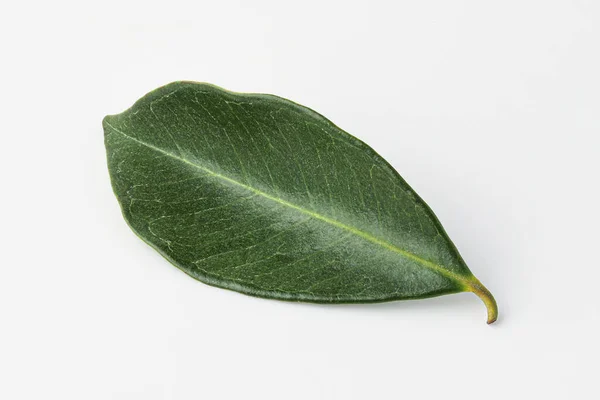 Guava Guava Leaf Isolated White Background — Stock Photo, Image