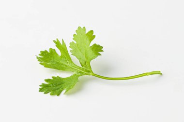 kişniş, kişniş, kişniş, kişniş yaprağı, otlar, bitki yaprağı beyaz arka planda izole edilmiş.