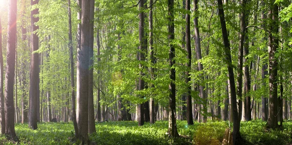 Grüner Wald Morgen — Stockfoto