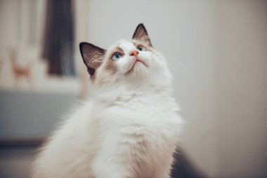 Sokaktaki sevimli kedi.