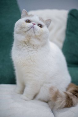 Mavi gözlü güzel beyaz kedi.