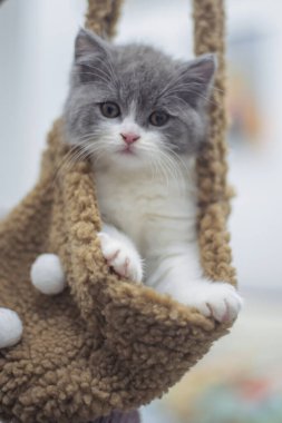 Beyaz tüylü sevimli kedi.