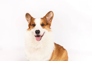 Beyaz arka planda sevimli bir köpeğin portresi