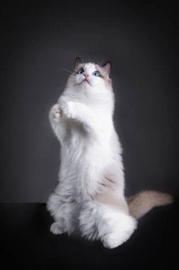 Siyah arka planda güzel bir kedinin stüdyo fotoğrafçılığı