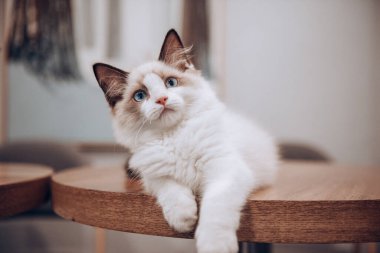 Kanepedeki sevimli kedi.