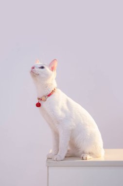 Beyaz arka planda sevimli kedi