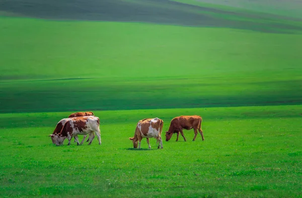 Yeşil çayırlarda otlayan inekler.