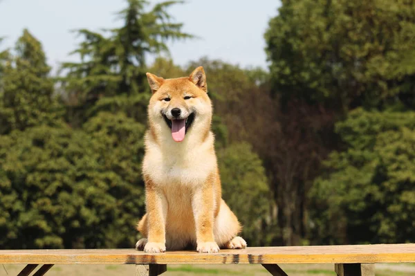 Şirin bir köpeğin portresi.