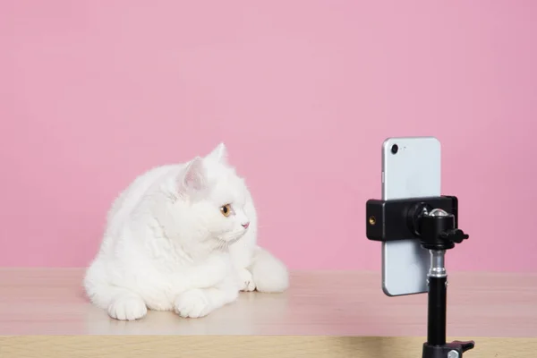 Pembe arka planda kedi ve kedi