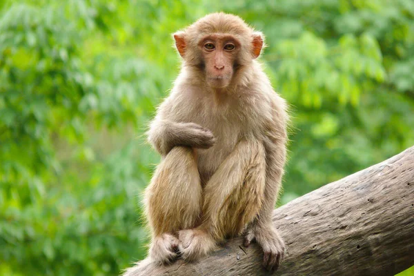 Şirin bir maymunun yakın plan fotoğrafı.