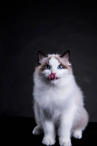 Siyah beyaz kedi ve siyah arka plan