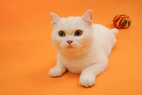 Beyaz arka plandaki kedi