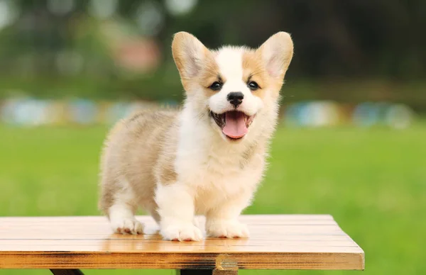 Caddedeki sevimli chihuahua köpeği