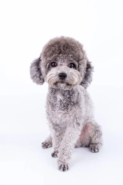 Beyaz arka planda sevimli köpek yavrusu