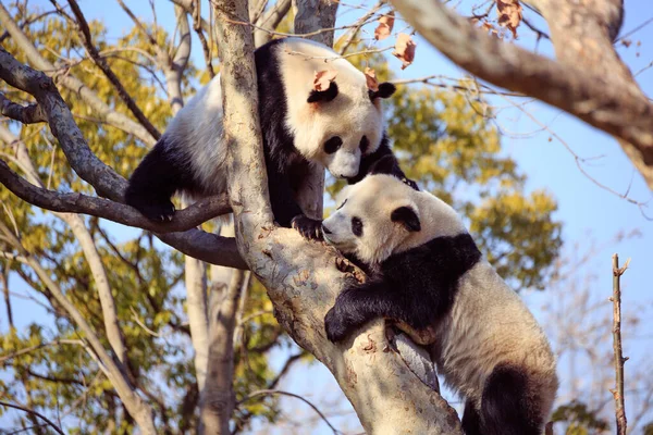 Panda Zoo — Stockfoto