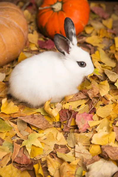 Niedliches Kleines Kaninchen Mit Herbstblättern Auf Gelbem Hintergrund — Stockfoto