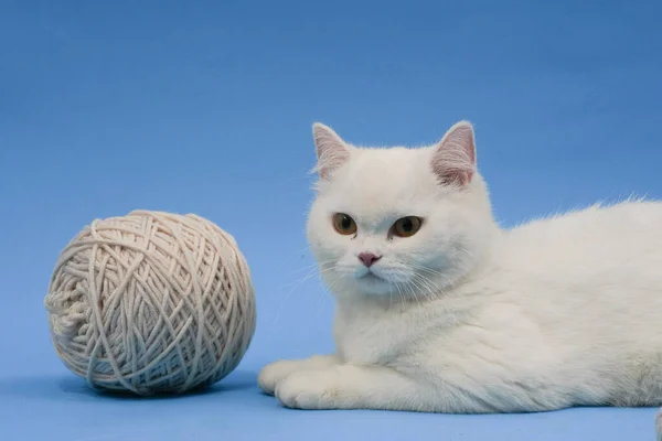 Katze Blauen Hemd Mit Weißem Ball Auf Hellem Hintergrund — Stockfoto