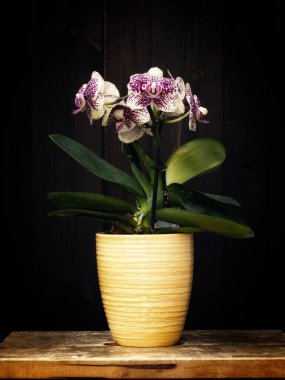 Vazodaki güzel çiçek ahşap arka planda.