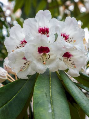 Doğal ışıkta güzel Rhododendron Sappho