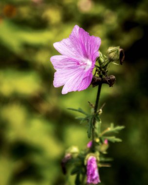 Malva Moschata bahçede