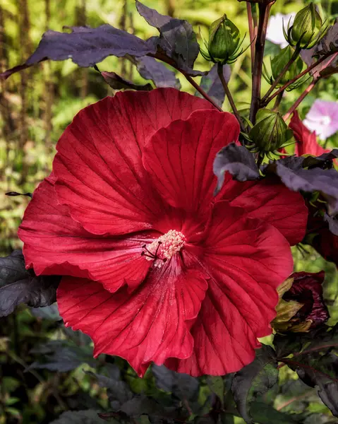Bahçede kırmızı Hibiscus çiçeği