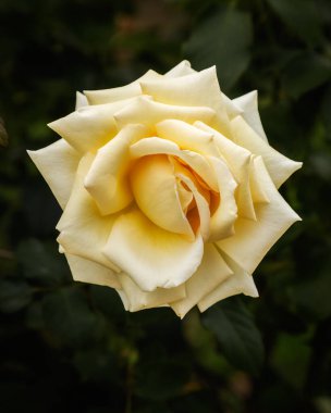 Bahçedeki bir gül çiçeğine yaklaş