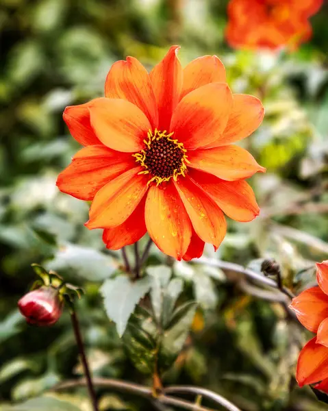 Bahçede Llandaff Piskoposu Orange Dahlia