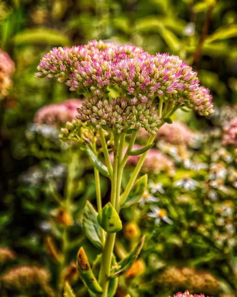 Stock image Hylotelephium telephium in garden