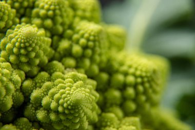 Romanesco brokoli kafası koyu bir taş yüzeyde, lahana, yakın plan, fibonacci dizisi, matematiği sevenler için.