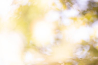 Doğal bokeh tasarımı, güneş ışığı arka planı, yeşil yapraklar, park ve orman, yaratıcı tasarımlar için bulanık ağaçlar