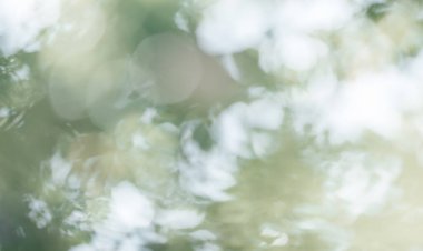 Doğal bokeh tasarımı, güneş ışığı arka planı, yeşil yapraklar, park ve orman, yaratıcı tasarımlar için bulanık ağaçlar