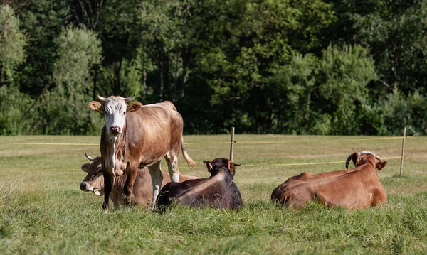 Корови Лузі Красивому Лісовому Пейзажі Концепція Фермера — стокове фото