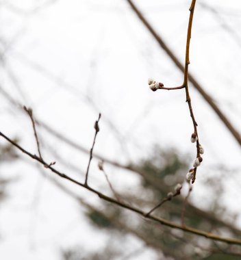 Odaklanmamış arka plan ile Spring Willow, Paskalya posteri için kopya alanı, stok fotoğrafı