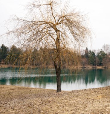 Bir nehir ve bir ağaç ile güzel bahar doğal manzarası, ilkbaharın başında, şehrin yakınında, bulutlu hava, düşünceli ruh hali, stok fotoğrafı