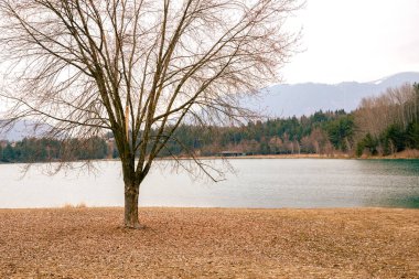 Bir nehir ve bir ağaç ile güzel bahar doğal manzarası, ilkbaharın başında, şehrin yakınında, bulutlu hava, düşünceli ruh hali, stok fotoğrafı