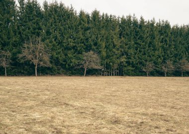 İlkbahar ormanı ve sarı tarla, ufukta orman, yeşil ağaçlar, dramatik bulutlar, stok fotoğrafı.