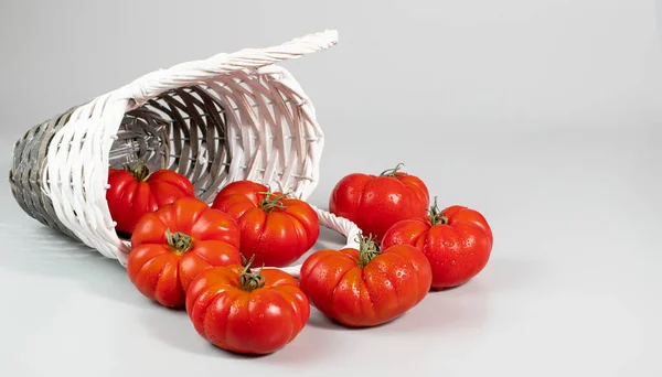 A group of Costoluto big tomatoes on a white background, space for text