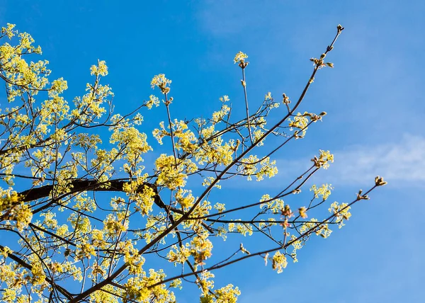 新鲜的春天花朵和树叶在蓝天 美丽的一天 鲜活的照片 — 图库照片