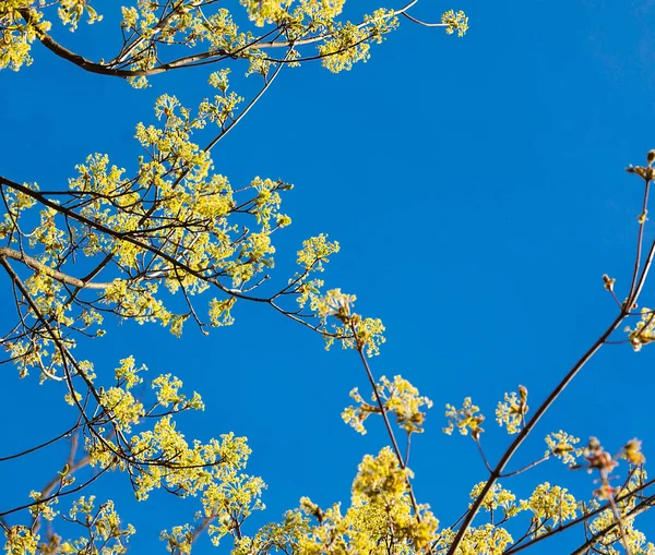 新鲜的春天花朵和树叶在蓝天上 美丽的白昼 文字空间 鱼群照片 — 图库照片