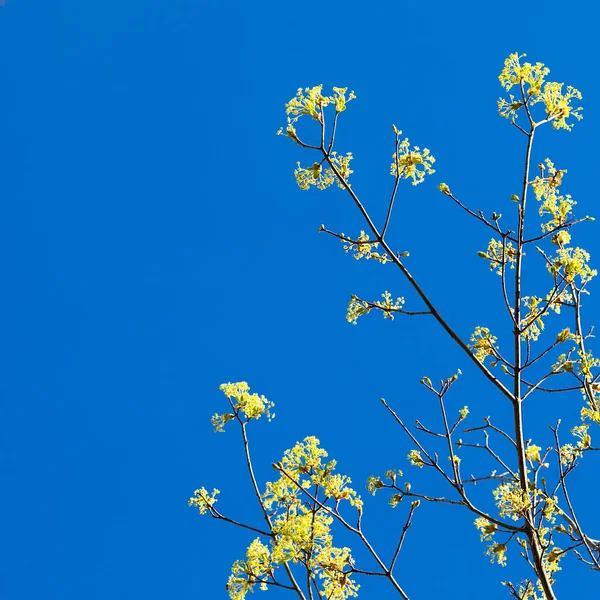 新鲜的春天花朵和树叶在蓝天上 美丽的白昼 文字空间 鱼群照片 — 图库照片
