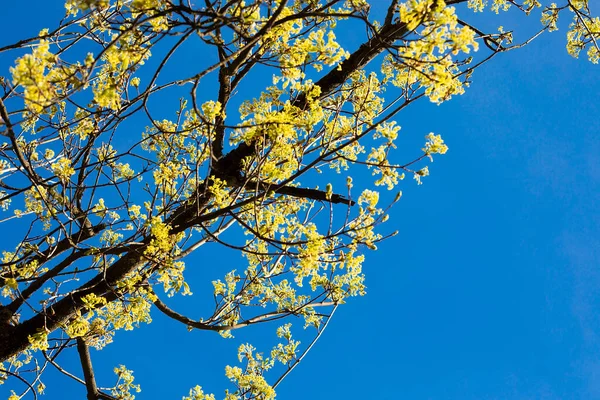 新鲜的春天花朵和树叶在蓝天 美丽的一天 鲜活的照片 — 图库照片