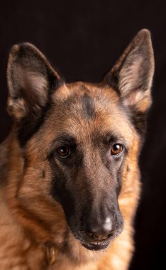 Köpek Alman çoban köpeği portresi Alman Alman Alman askeri, karanlık arka plan, evcil hayvan konsepti.