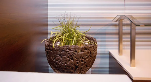 Brown round flowerpot with green plants in the office, interior, design concept