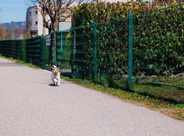 Küçük bir Jack Russell Terrier köpeği sahibiyle birlikte bir sokak arasında yürüyor. Açık hava hayvanları, sağlıklı yaşam ve yaşam tarzı.